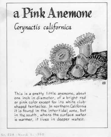Pink anemone: Corynactis californica (illustration from &quot;The Ocean World&quot;)