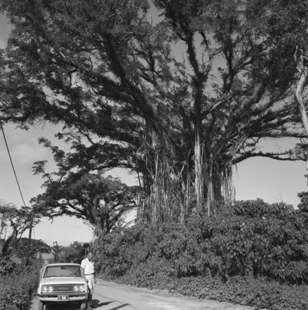 [Nova Expedition, R/V Argo, 1967] 7E. Pago Pago [Banyan Tree]