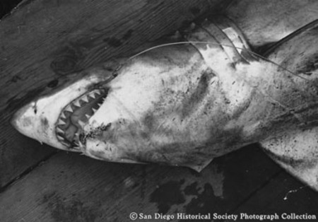 Great white shark caught off Scripps Pier