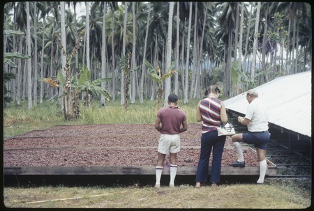 Cocoa beans drying, Siar Plantation