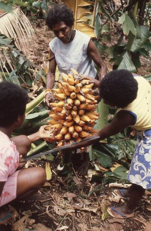 Nevinbong, Vinmari and Jill with harvested bunch of bananas