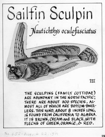 Sailfin sculpin: Nautichthys oculofasciatus (illustration from &quot;The Ocean World&quot;)