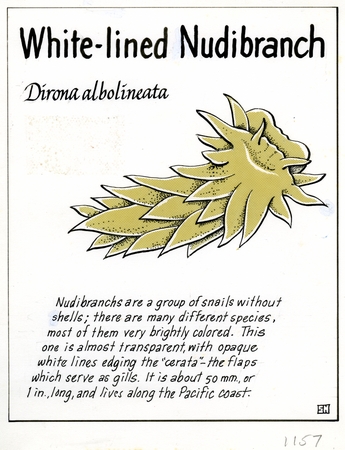 White-lined nudibranch: Dirona albolineata (illustration from &quot;The Ocean World&quot;)