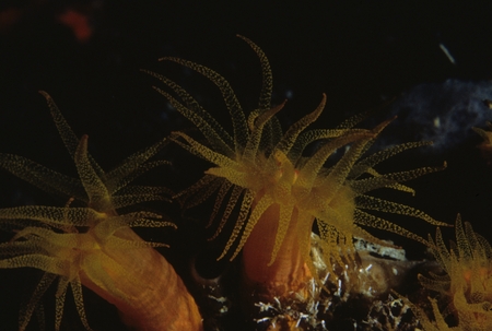 Orange sea anemone