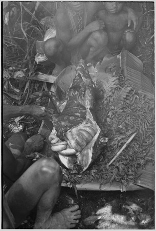 Pig festival, uprooting cordyline ritual, Tsembaga: butchering body of a female pig that has been sacrified to spririts of...