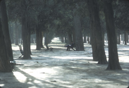 A Quiet Moment in the Woods near the Temple of Heaven