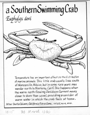 A southern swimming crab: Euphylax dovi (illustration from &quot;The Ocean World&quot;)