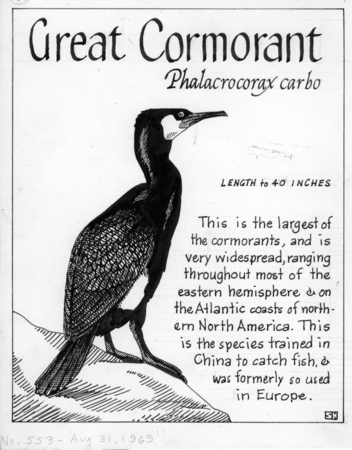 Great cormorant: Phalacrocorax carbo (illustration from &quot;The Ocean World&quot;)