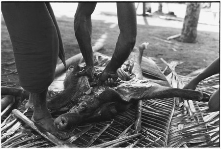 Ambaiat: butchering pig killed for damaging a garden