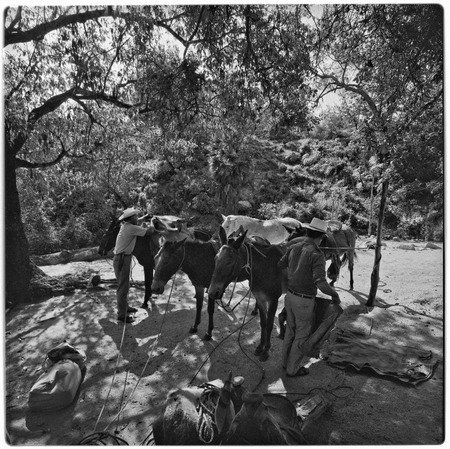 Packing mules at Rancho La Victoria in the Cape Sierra