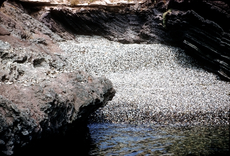 Shells on a beach at Tampico, Baja California peninsula