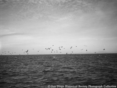 Pelicans and other sea birds flying over Pacific Ocean
