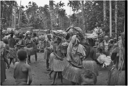 Mortuary ceremony, Omarakana: women with large quantities of banana leaf bundles at ritual exchange