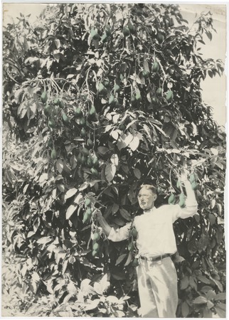 Man with avocado tree