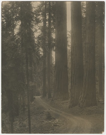 Forest path with redwoods