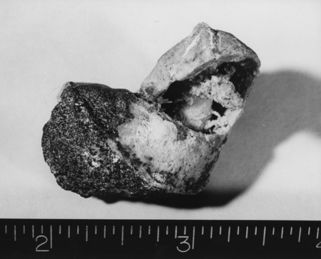 Rock, snail shells covered with manganese from MidPac Expedition