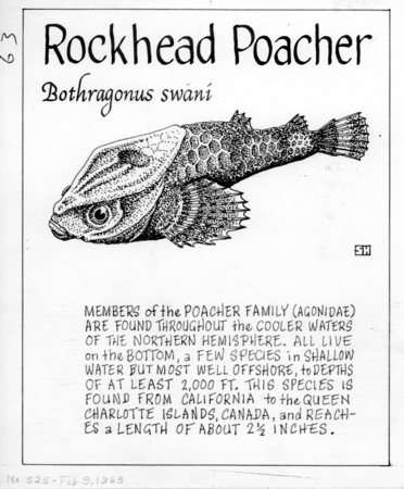 Rockhead poacher: Bothragonus swani (illustration from &quot;The Ocean World&quot;)