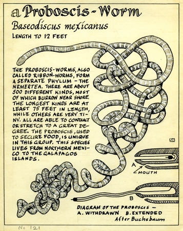 A proboscis worm: Baseodiscus mexicanus (illustration from &quot;The Ocean World&quot;)