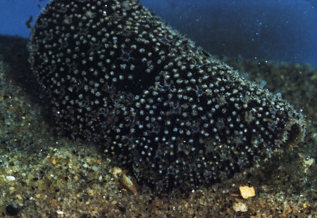 Sea pansy (Coelenterata), Mission Bay, San Diego, California