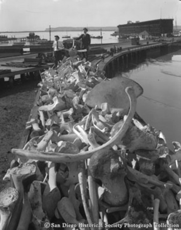 Whale bones piled in railroad car