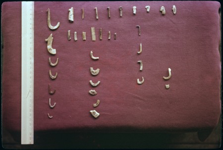 Shell fishhook fragments from archaeology dig, Moorea