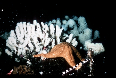 Seastar with sponges behind. Antarctica