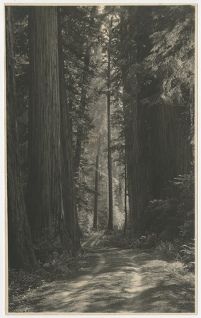 Redwoods, Grant Pass Road, Del Norte County, California