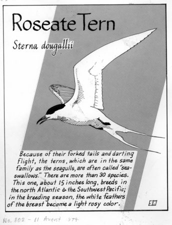 Roseate tern: Sterna dougallii (illustration from &quot;The Ocean World&quot;)