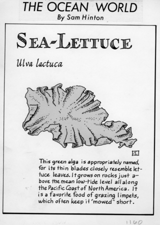 Sea-lettuce: Ulva lactuca (illustration from &quot;The Ocean World&quot;)