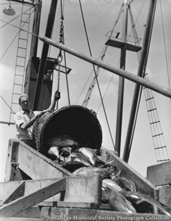 Unloading fish from tuna boat Lusitania into trough at Van Camp Sea Food Company cannery