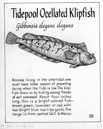 Tidepool ocelatted klipfish: Gibbonsia elegan elegans (illustration from &quot;The Ocean World&quot;)