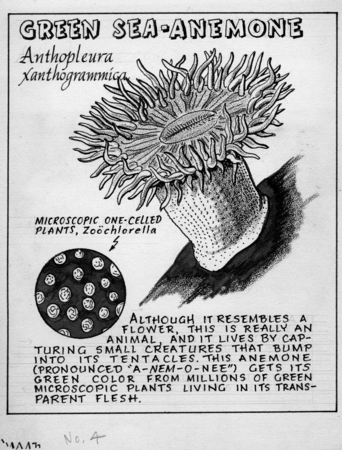 Green sea-anemone: Anthopleura xanthogrammica (illustration from &quot;The Ocean World&quot;)