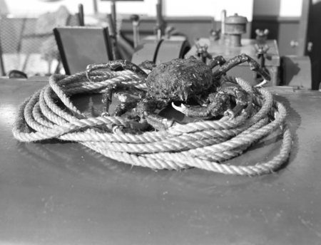 Spider crab on deck of the E.W. Scripps, La Jolla, California