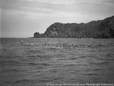 Pelicans on Pacific Ocean off coast of Baja California