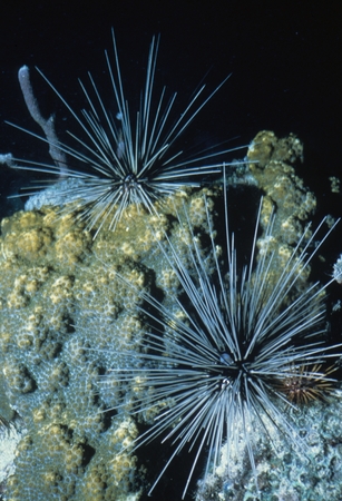 Spiky sea urchins