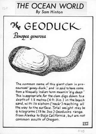 The geoduck: Panopea generosa (illustration from &quot;The Ocean World&quot;)