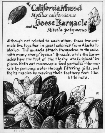 The California mussel: Mytilus californianus (illustration from &quot;The Ocean World&quot;)  | The goose barnacle: Pollicipes polym...