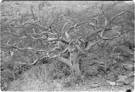 Elephant tree near Rancho Carrizito