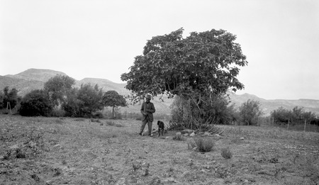 Fig trees planted by padres below the new mission, and Ortíz, a grandchild of one of them