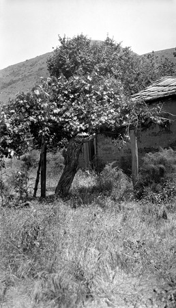 Old 12-inch grapevine by old cottage in the Descanso Valley