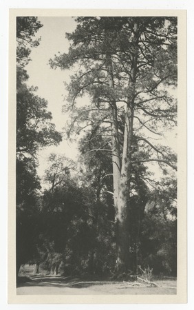 Tree near Pine Hills