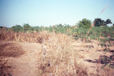 Grass and sticks fence keeping animals out of a cassava garden in Mukupa Katandula village