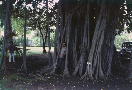 Microbiologist Richard Y. Morita who served on the MidPac Expedition (1950), is shown here in a banyan tree in Honolulu, H...