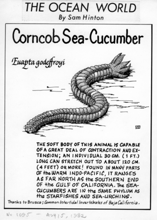 Corncob sea-cucumber: Euapta godeffroyi (illustration from &quot;The Ocean World&quot;)