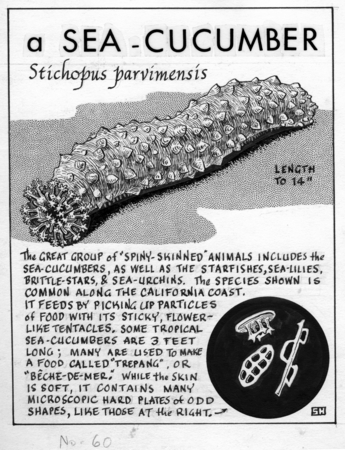 A sea-cucumber: Stichopus parvimensis (illustration from &quot;The Ocean World&quot;)