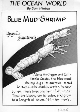 Blue mud-shrimp: Upogebia pugettensis (illustration from &quot;The Ocean World&quot;)