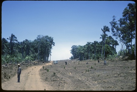 Clearing for proposed highway to Puerto Vallarta, near Puerta de la Lima