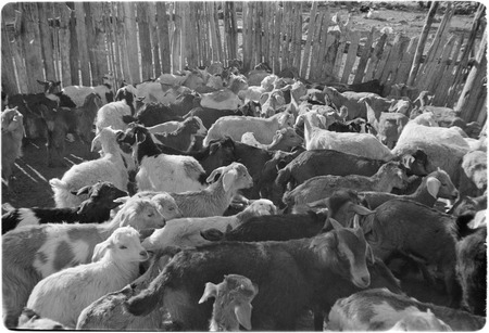 Goats at Rancho San Antonio