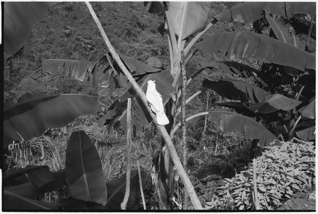 Fainjur: garden and white cockatoo