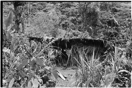 Gardening: shelter next to taro and sugarcane plants